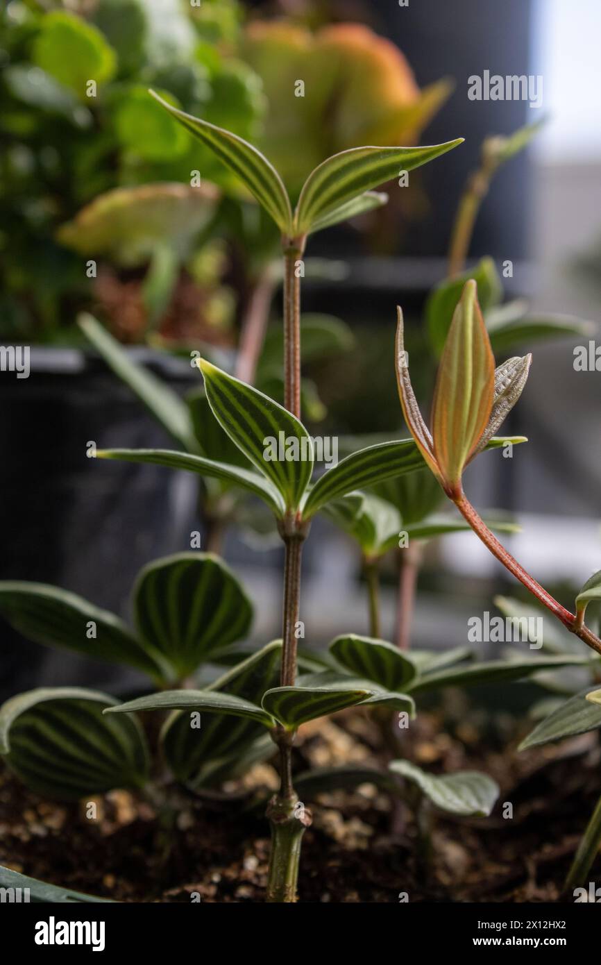 De nouvelles feuilles panachées germent sur une plante d'intérieur en pot Banque D'Images