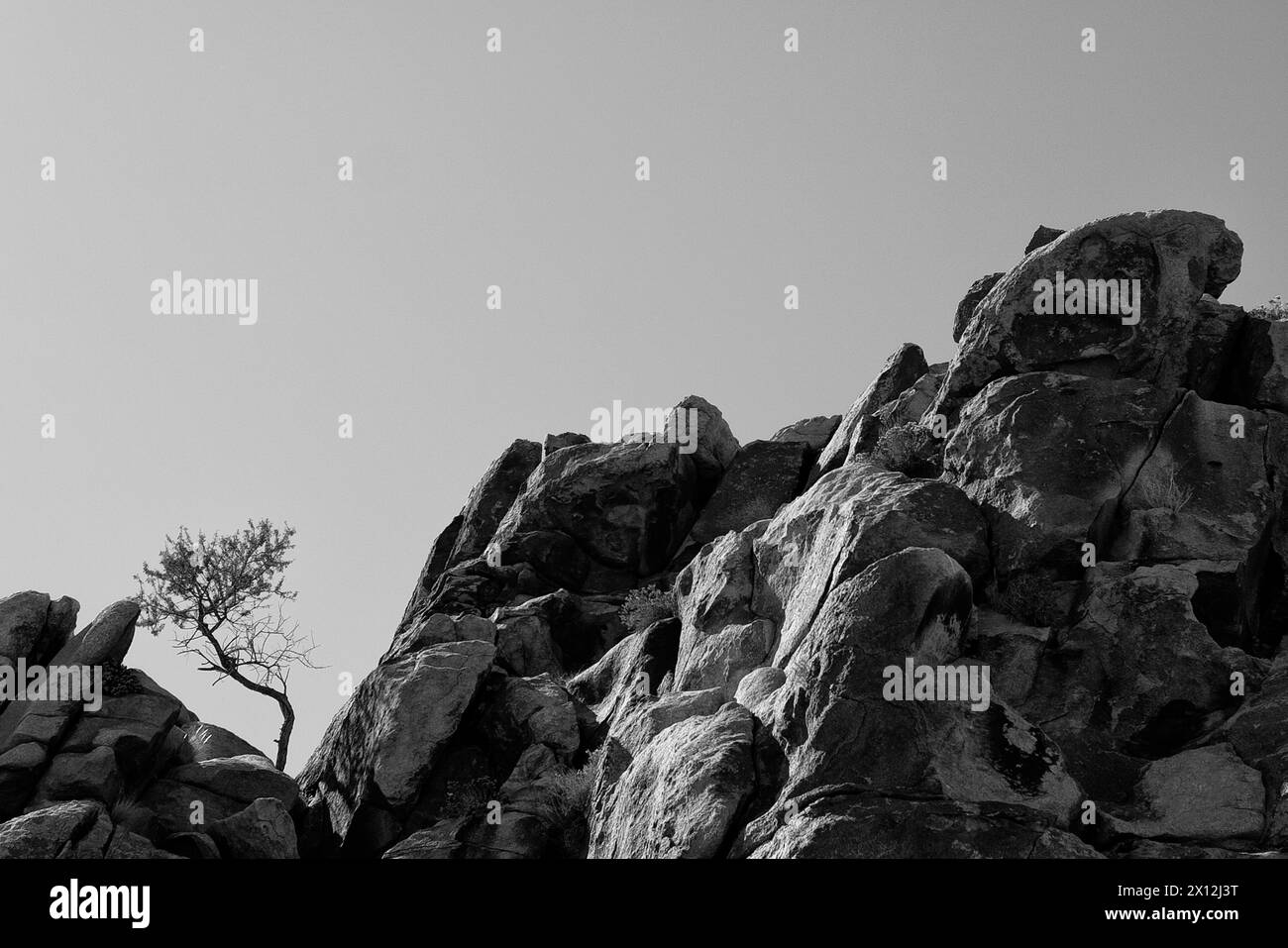 Spectaculaire paysage pittoresque de Joshua Tree Banque D'Images