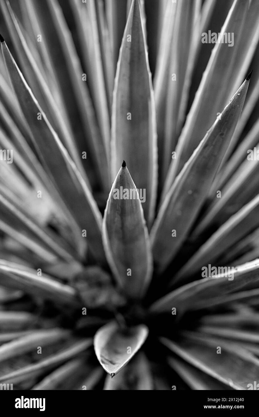 Plante d'agave à pointes Joshua Tree Banque D'Images