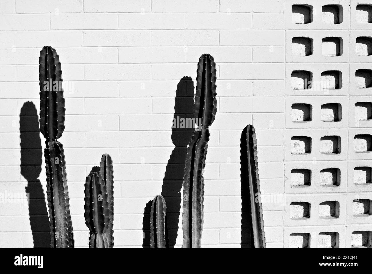 Mur et cactus modernes du milieu du siècle Banque D'Images