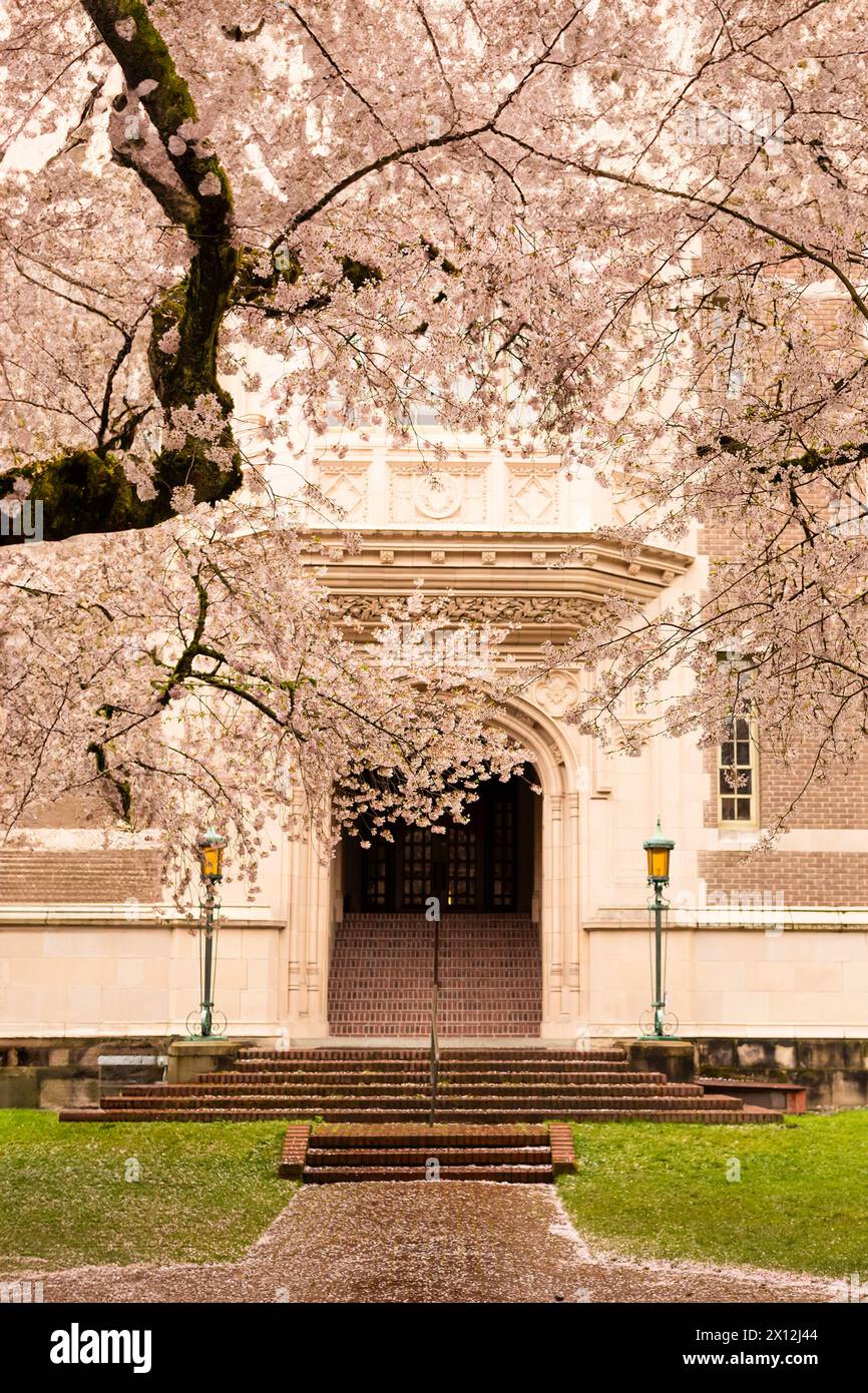 Des cerisiers fleurissent devant les escaliers en briques Banque D'Images