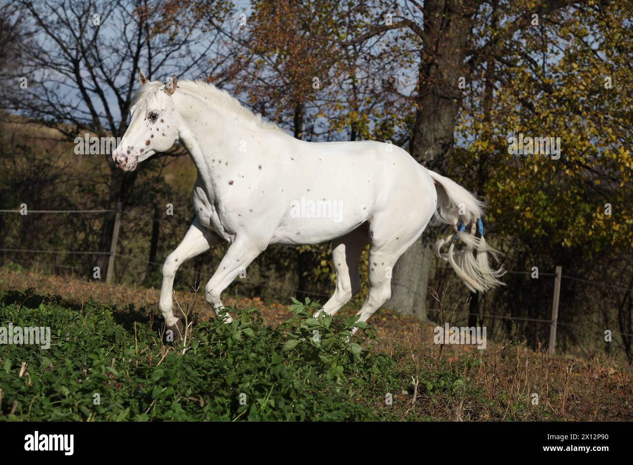 Étalon Appaloosa courant sur pâturage en automne Banque D'Images