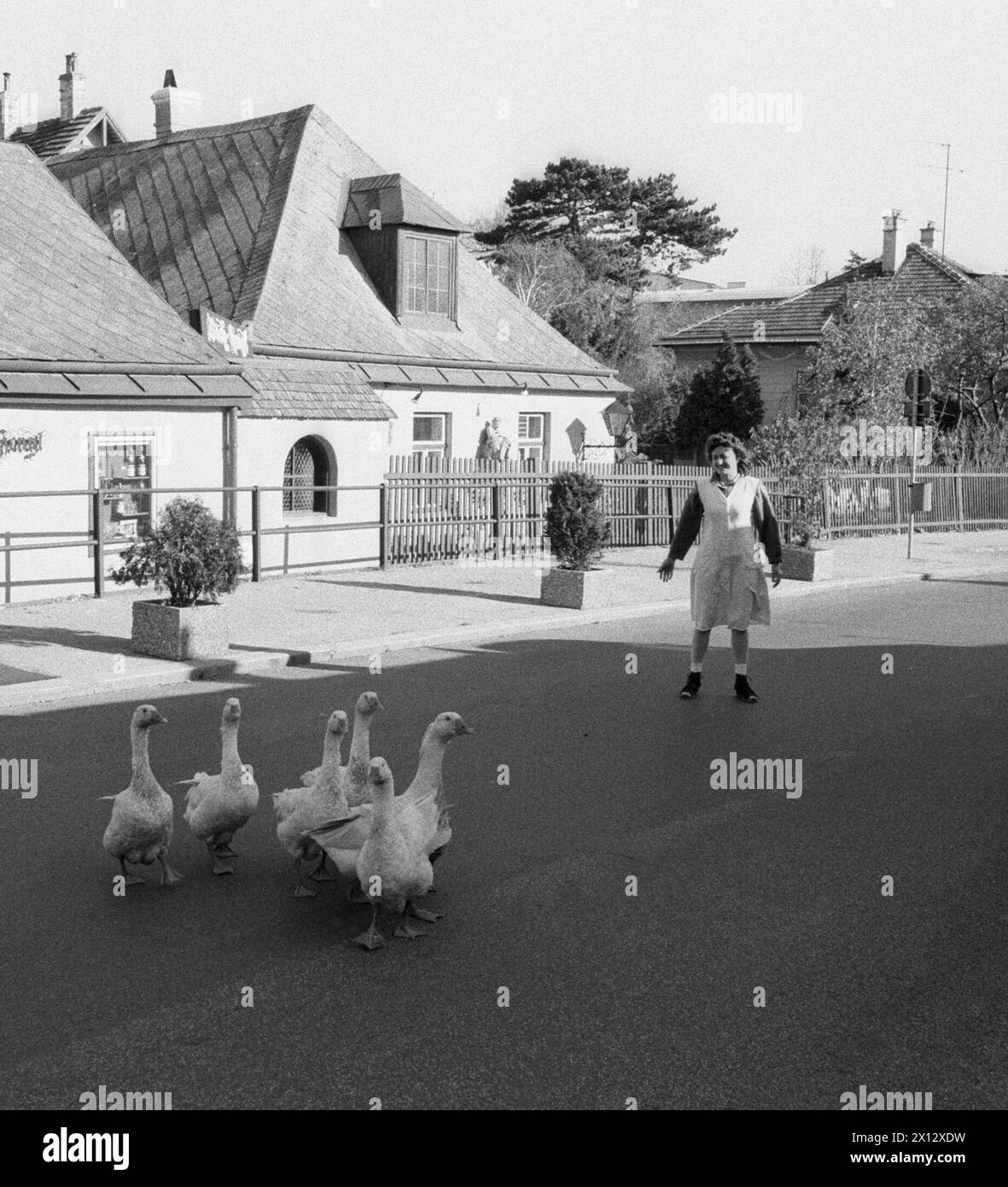 L'aubergiste de la taverne à vin de Grinzing Franz Hengl a manifesté avec ses oies pour calmer la circulation à Vienne le 11 novembre 1986. - 19851111 PD0005 - Rechteinfo : droits gérés (RM) Banque D'Images