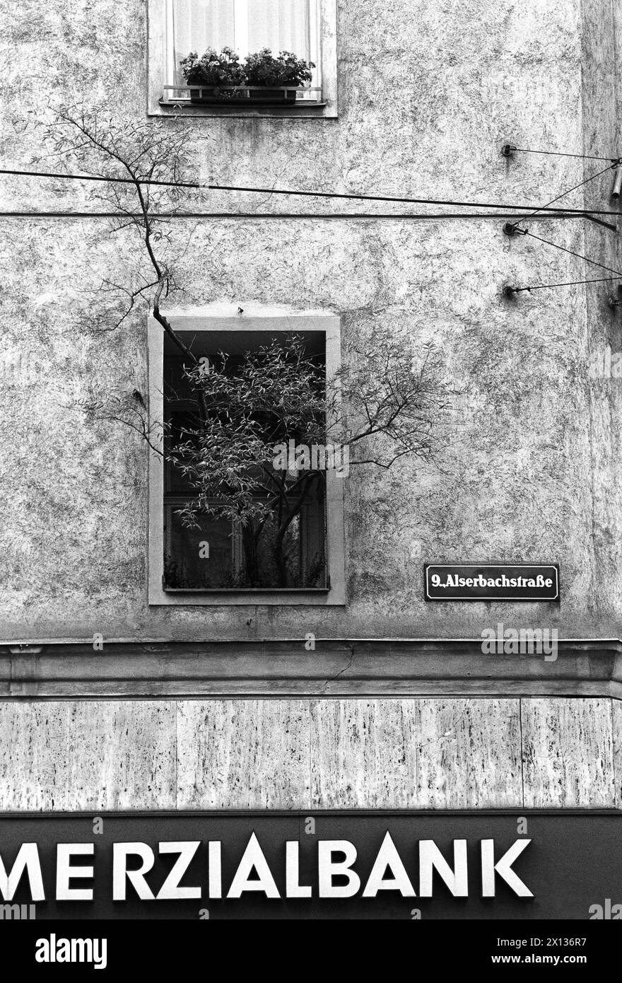 Vue rare à Alserbachstrasse à Vienne : un arbre pousse par une fenêtre, capturé le 4 octobre 1990. - 19901004 PD0011 - Rechteinfo : droits gérés (RM) Banque D'Images