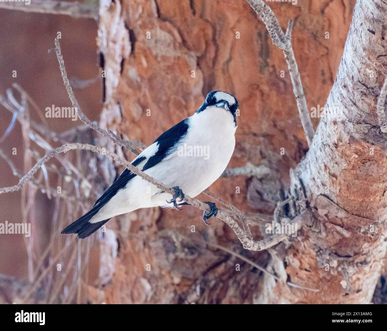 Flycatcher (Ficedula albicollis), Paphos, Chypre Banque D'Images