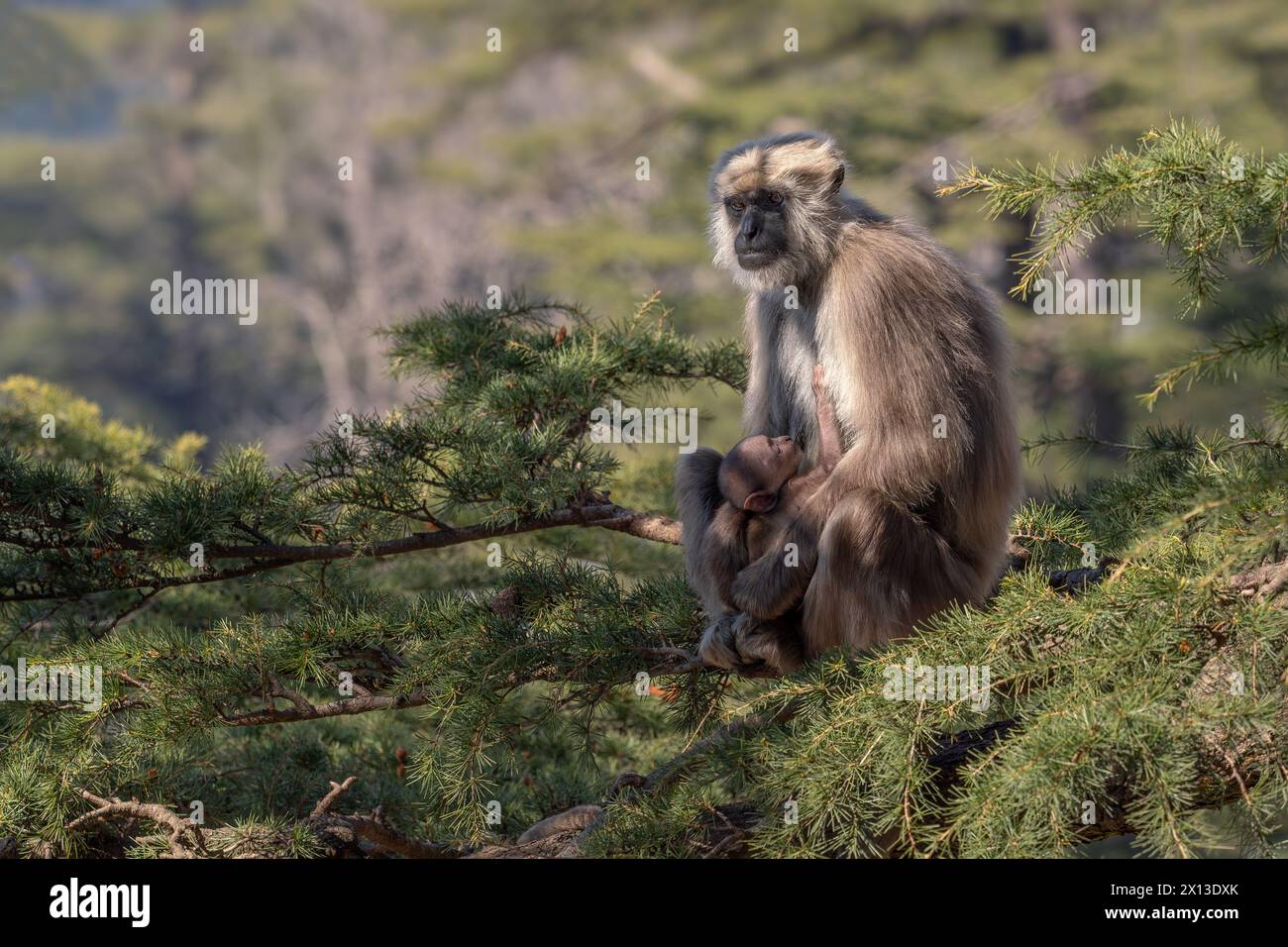 Népal Sacré Langur - Semnopithecus schistaceus, beau primate populaire à fourrure grise endémique dans l'Himalaya, Shimla, Inde. Banque D'Images