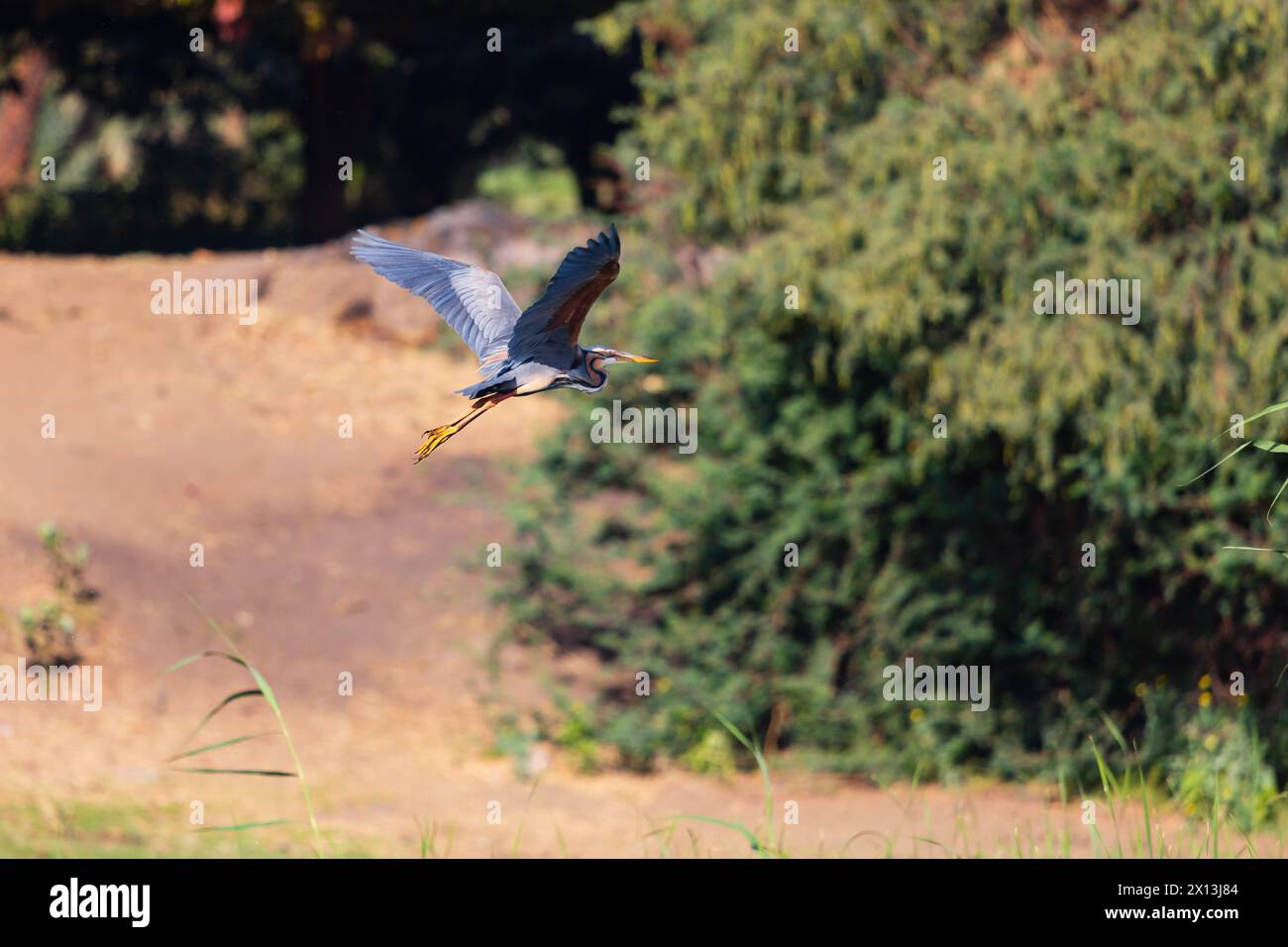 Héron violet adulte, Ardea purpurea, en vol, fleuve Nil, Egypte Banque D'Images