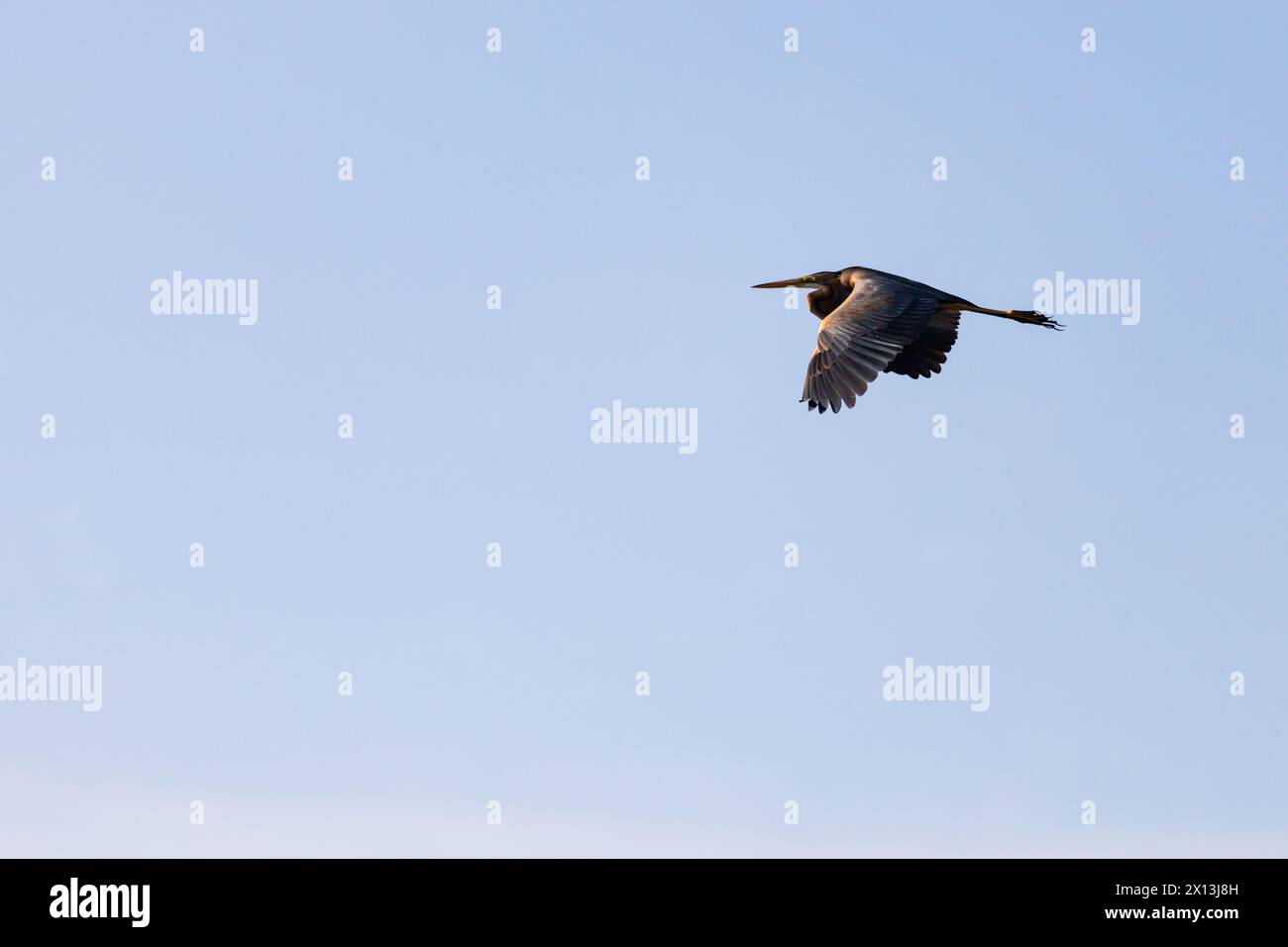 Adulte Violet Heron, Ardea purpurea, en vol contre un ciel bleu clair. Fleuve Nil, Egypte Banque D'Images