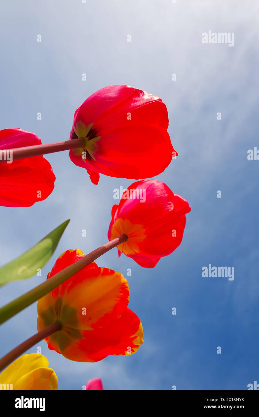 Tulipes avec des fleurs en forme de tasse colorées audacieusement contre le ciel bleu Banque D'Images