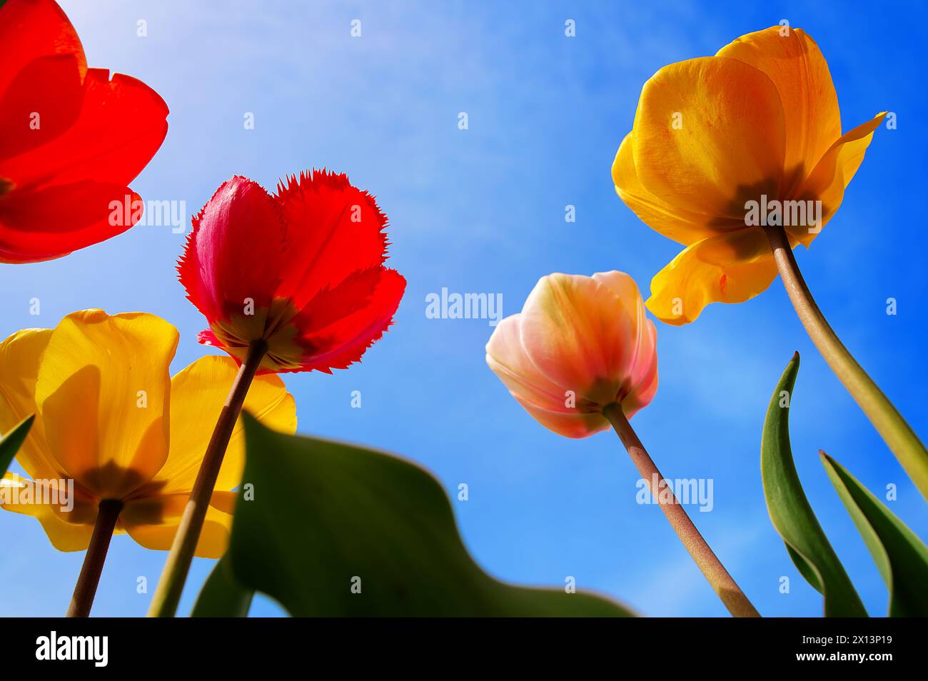Tulipes avec des fleurs en forme de tasse colorées audacieusement contre le ciel bleu Banque D'Images