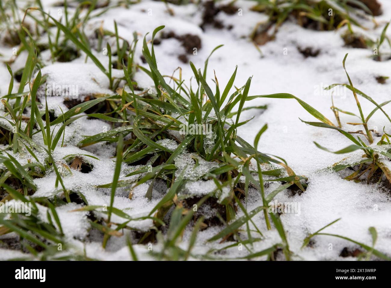 blé vert en hiver, germe de blé vert sous la neige en hiver Banque D'Images