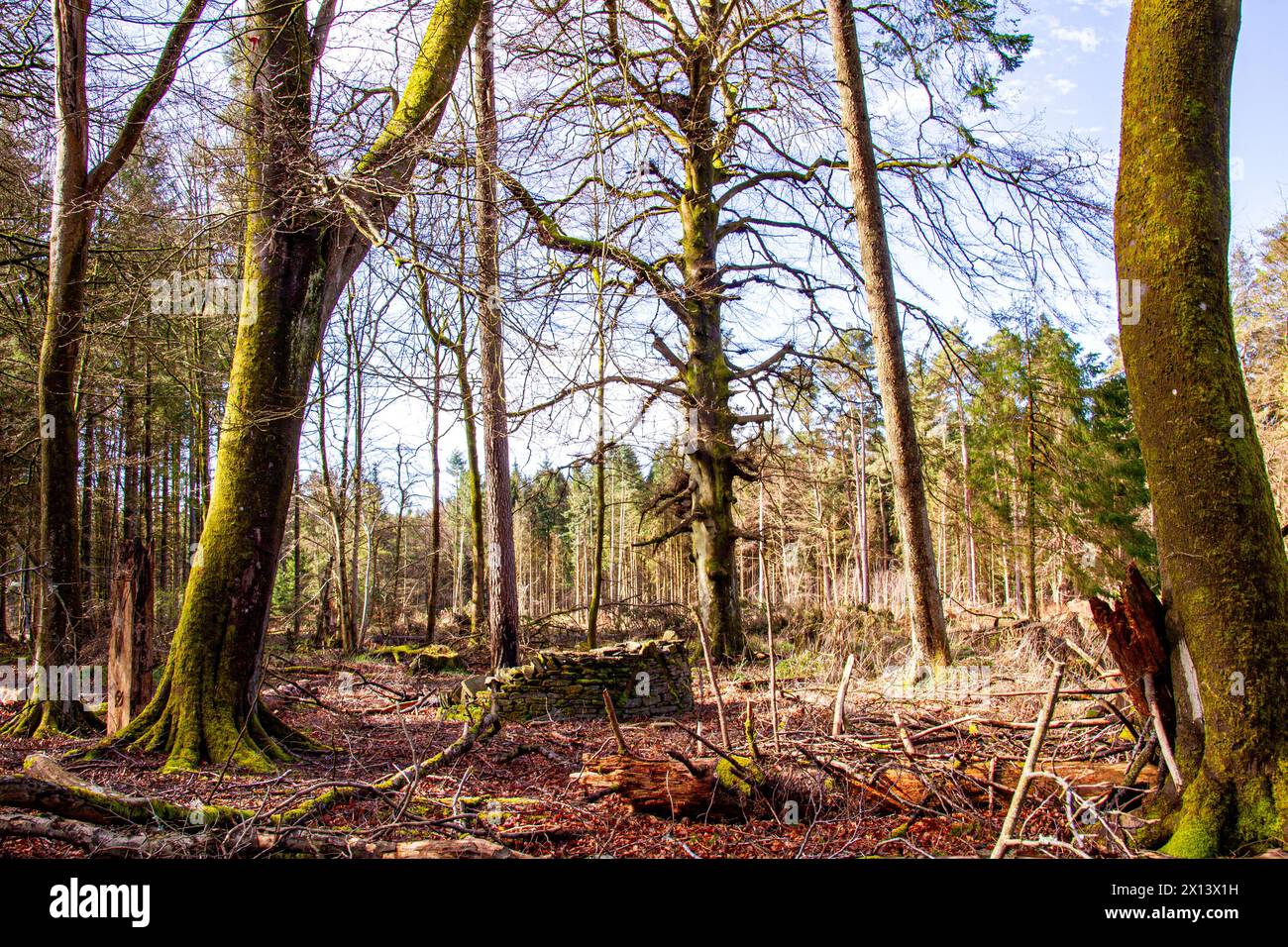 Dundee, Tayside, Écosse, Royaume-Uni. 15 avril 2024. Météo britannique : Templeton Woods à Dundee a un soleil printanier doux brillant qui offre une vue magnifique sur la faune, les arbres de forme naturelle et les promenades dans la nature entrelacées. Crédit : Dundee Photographics/Alamy Live News Banque D'Images