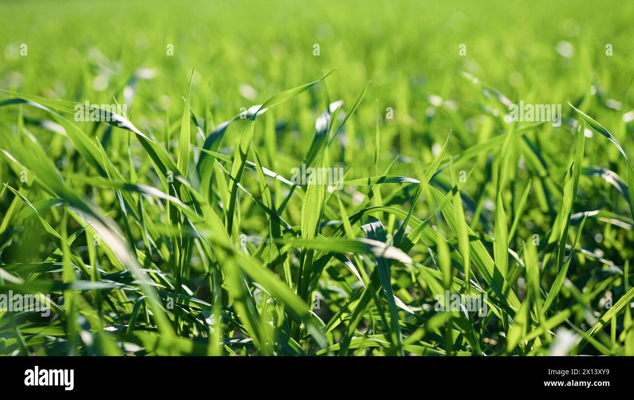 Soleil reflété sur le grain vert Banque D'Images