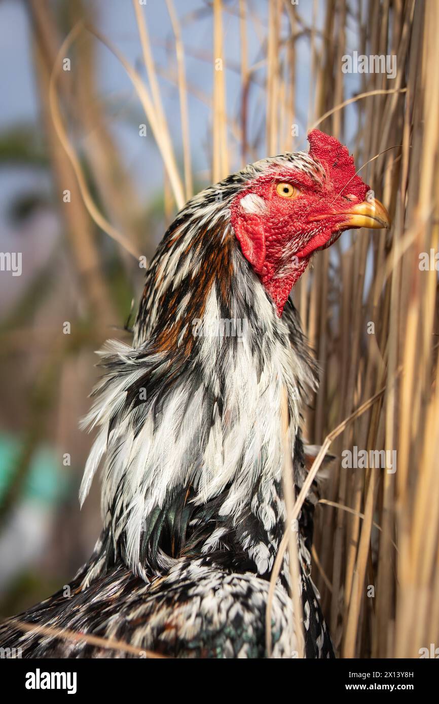 Portrait de Gallus domesticus dehors. Faible profondeur du champ de tête de poulet. Plan vertical d'animal aviaire avec des plumes. Banque D'Images
