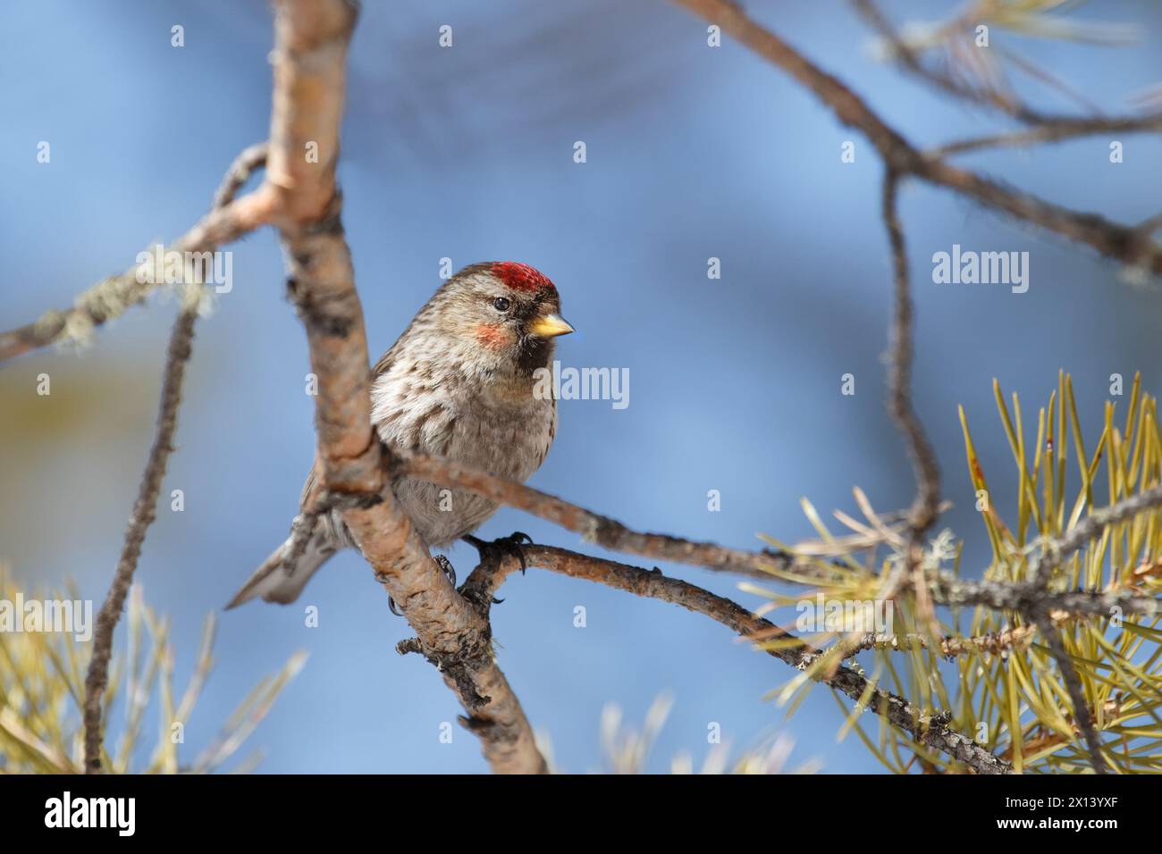 Une femelle redpoll est assise sur une branche de pin. Gros plan sur un fond bleu flou. Banque D'Images