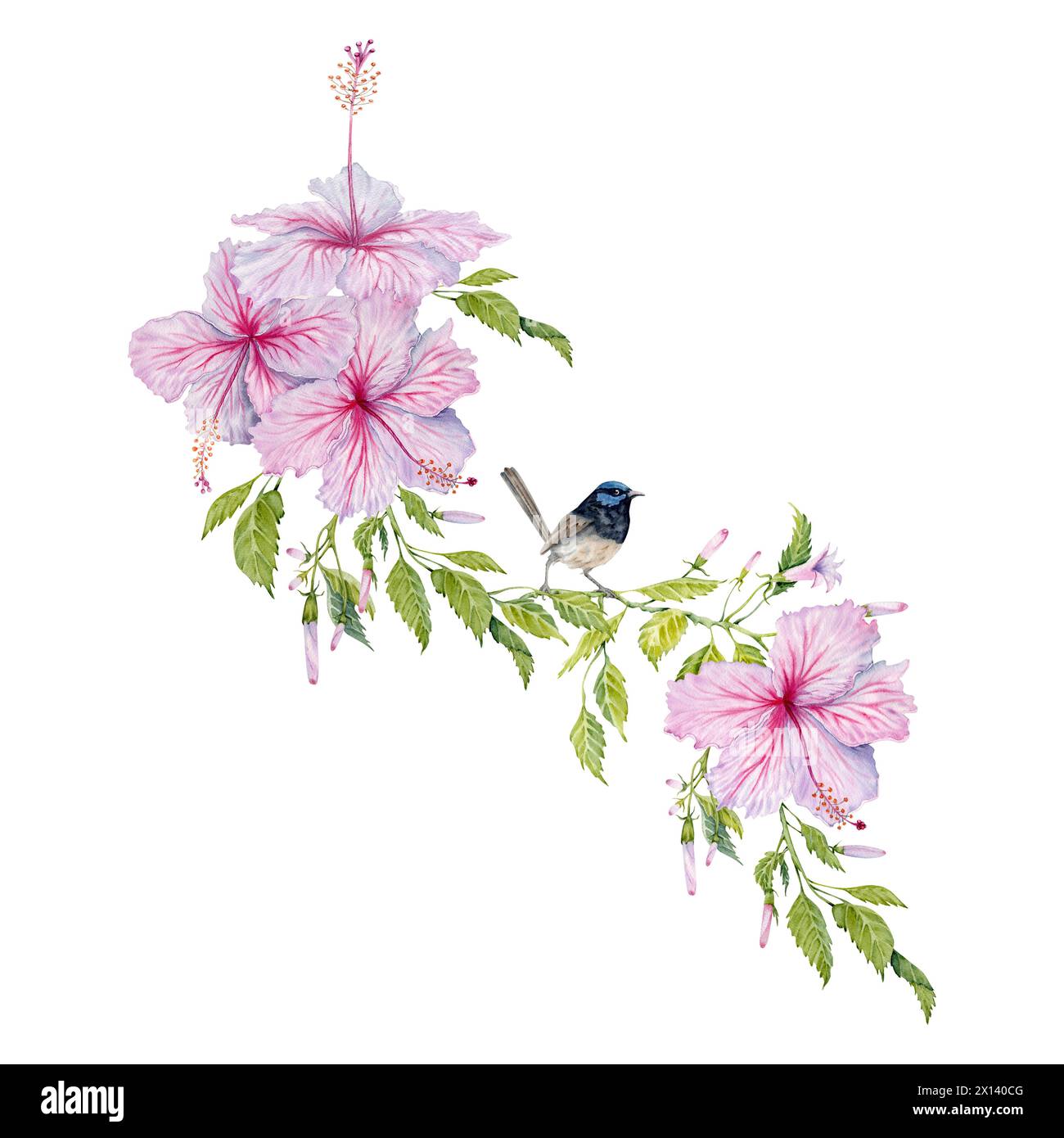 Fleurs d'hibiscus roses avec des feuilles vertes et une petite composition d'oiseau de fée bleu. Illustration aquarelle isolée sur fond blanc. Banque D'Images