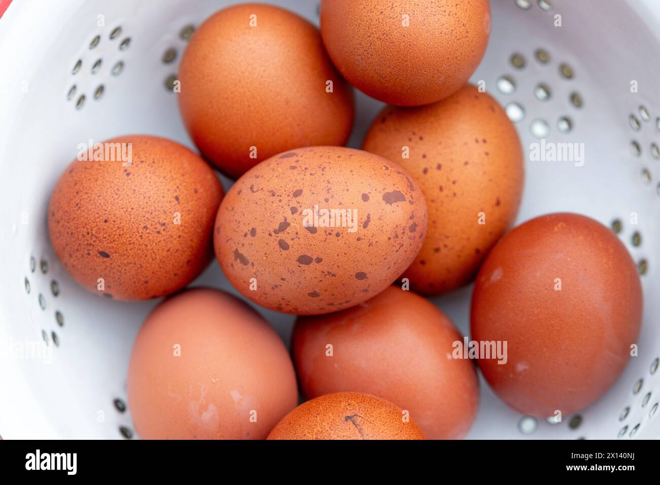 Œufs de poules élevées en liberté Burford Brown. Banque D'Images