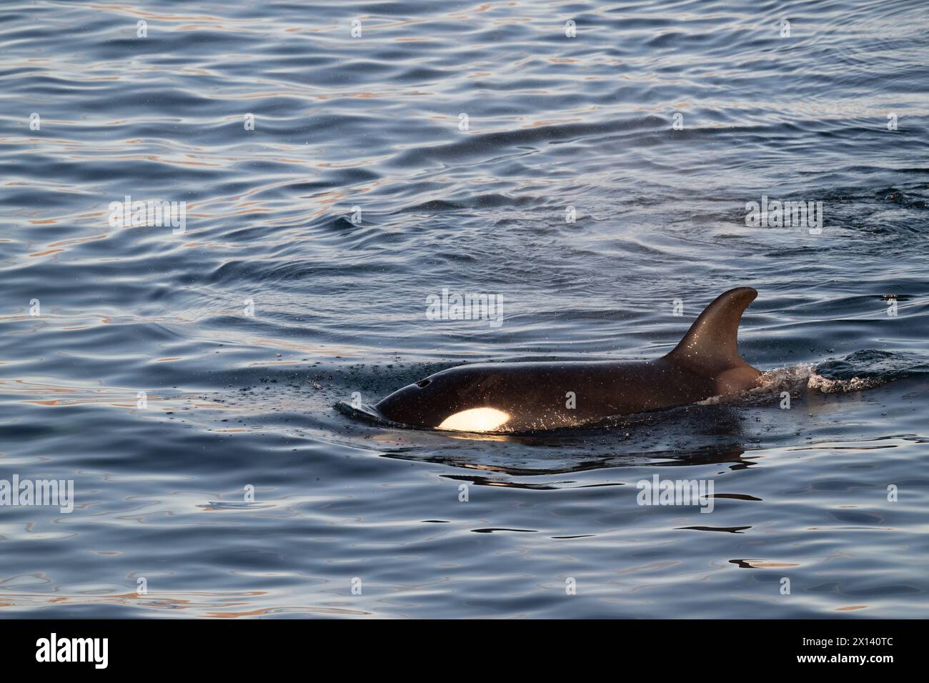 Épaulards (Orcinus Orca) au large de la côte de basse-Californie du Sud dans la mer de Cortez, Mexique. Banque D'Images