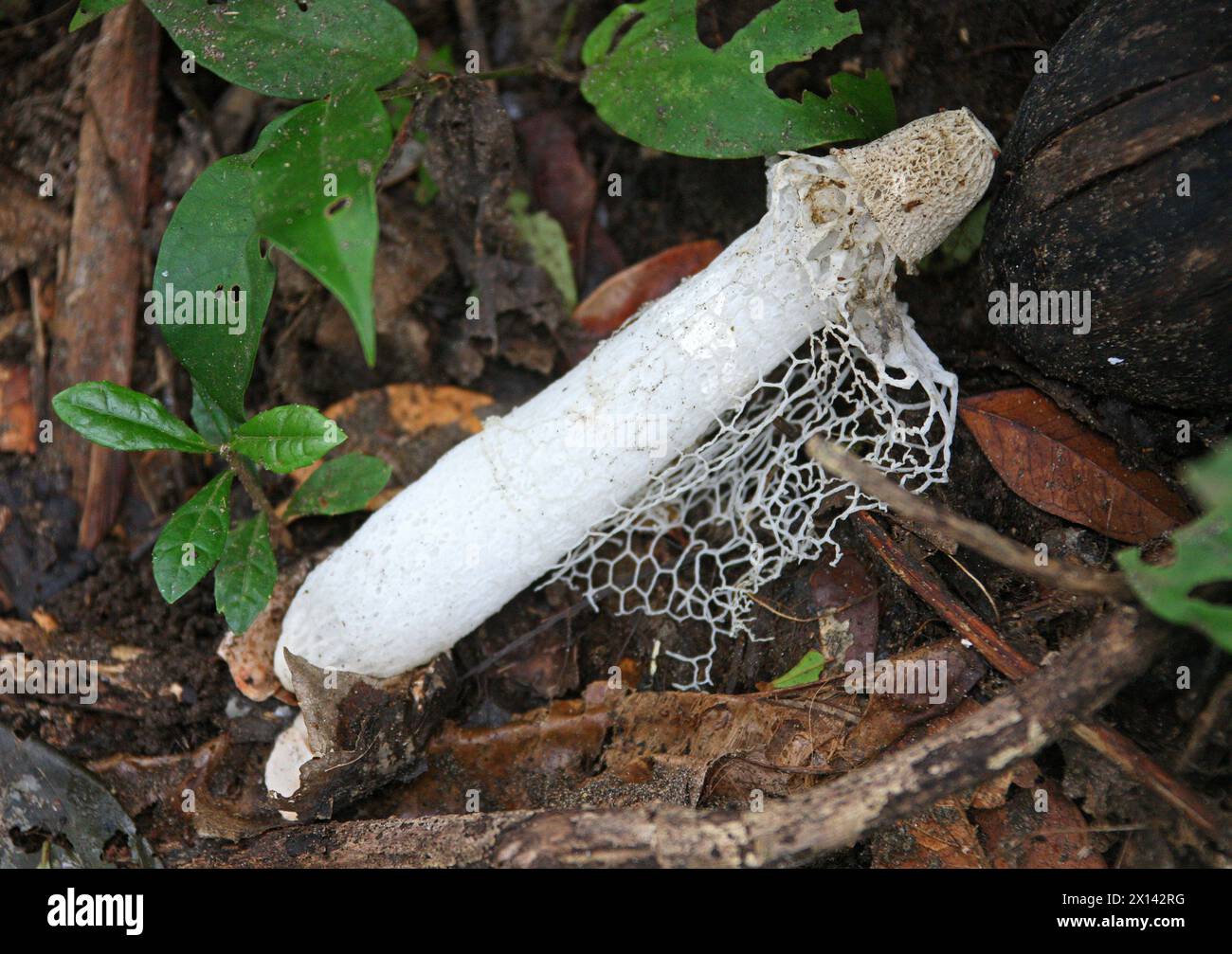 Voile de mariée Stinkhorn, Phallus indusiatus, Phallaceae. Tortuguero, Costa Rica. Banque D'Images