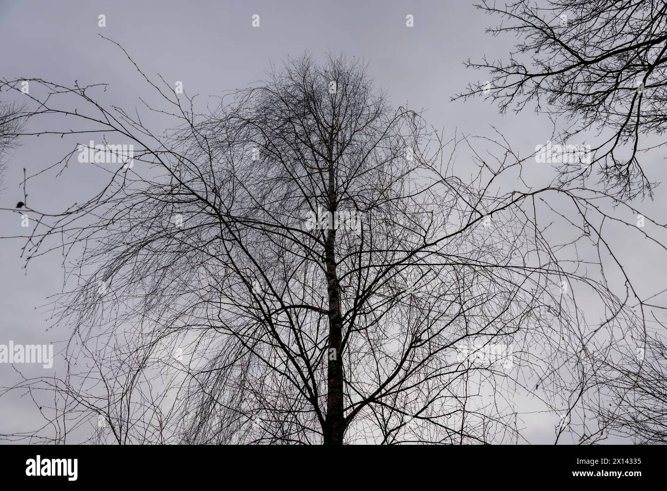 temps nuageux par temps venteux dans le parc d'hiver avec bouleau, branches nues de bouleau dans la saison d'hiver dans le parc Banque D'Images