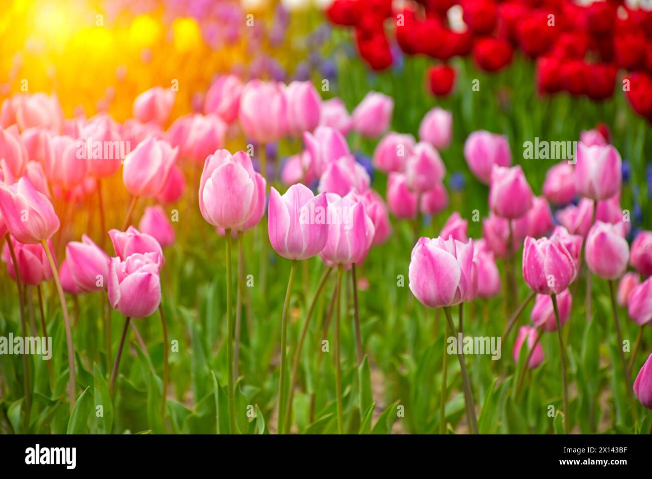 Gros plan de tulipes roses à Emirgan Park. La tulipe rose fleurie au printemps. Tulipe fleur rose éclairée par la lumière du soleil. Banque D'Images