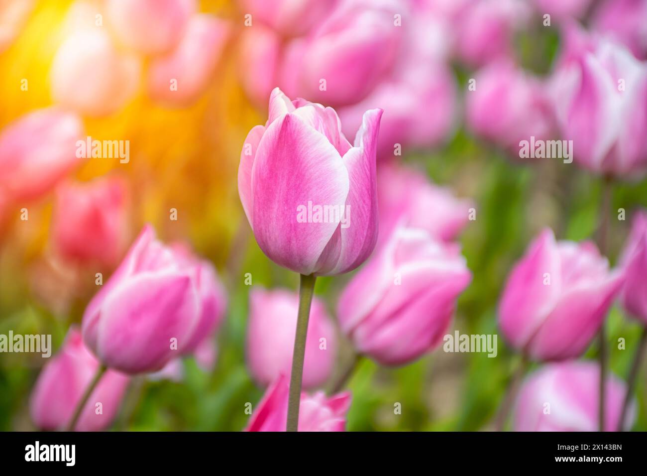Gros plan de tulipes roses à Emirgan Park. La tulipe rose fleurie au printemps. Tulipe fleur rose éclairée par la lumière du soleil. Banque D'Images