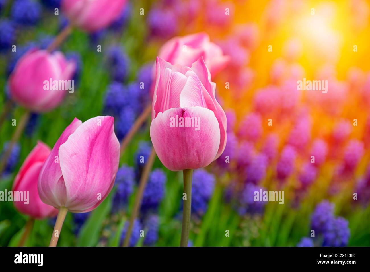 Gros plan de tulipes roses à Emirgan Park. La tulipe rose fleurie au printemps. Tulipe fleur rose éclairée par la lumière du soleil. Banque D'Images