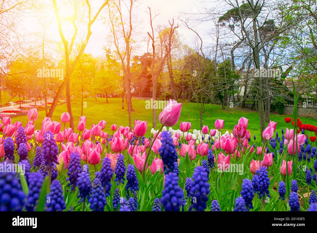 Gros plan de tulipes roses à Emirgan Park. La tulipe rose fleurie au printemps. Tulipe fleur rose éclairée par la lumière du soleil. Banque D'Images