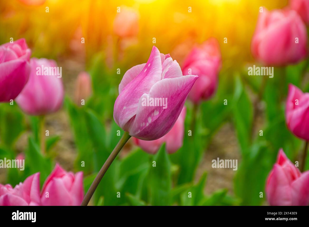 Gros plan de tulipes roses à Emirgan Park. La tulipe rose fleurie au printemps. Tulipe fleur rose éclairée par la lumière du soleil. Banque D'Images