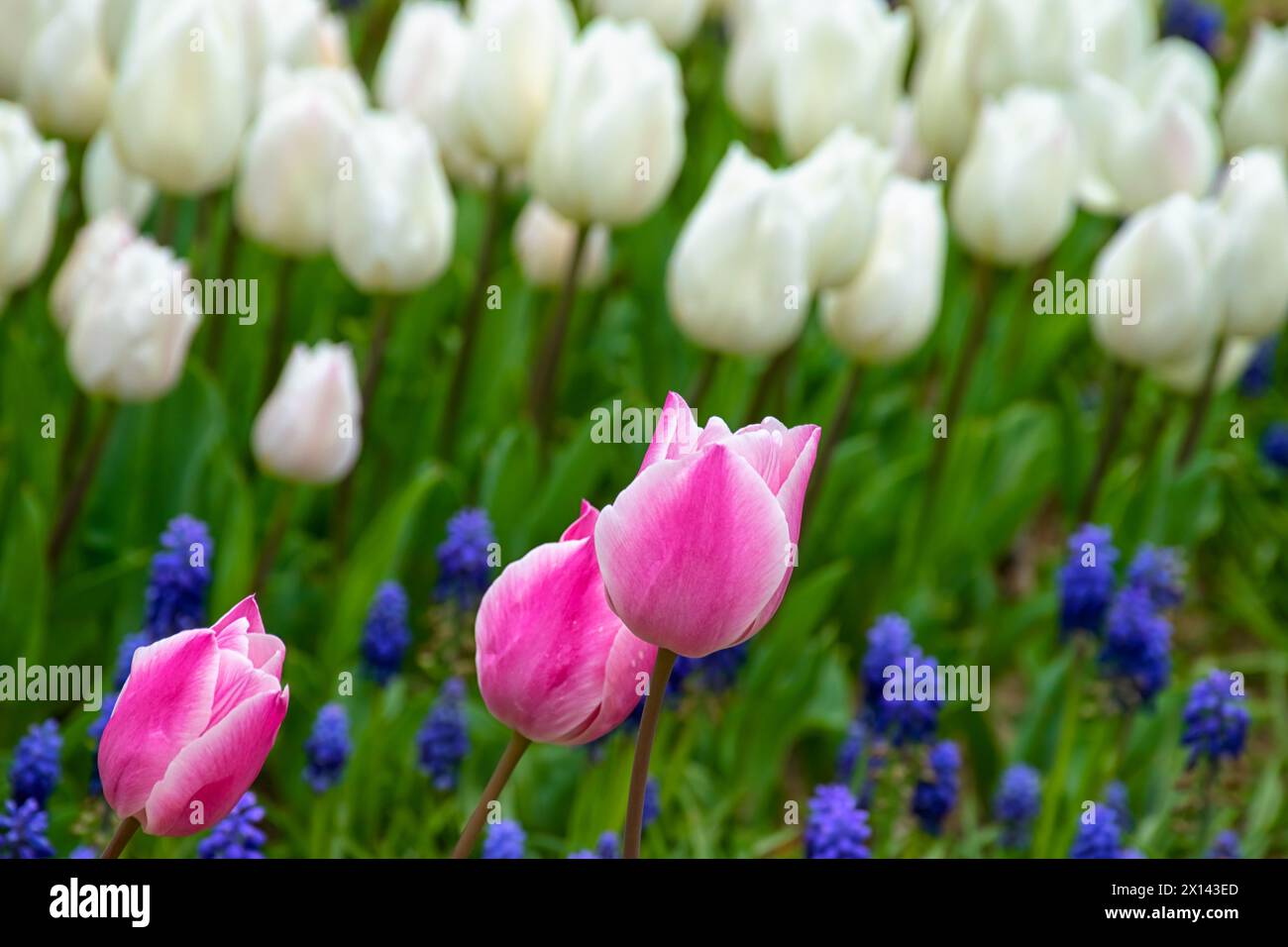 Gros plan de tulipes roses à Emirgan Park. La tulipe rose fleurie au printemps. Tulipe fleur rose éclairée par la lumière du soleil. Banque D'Images
