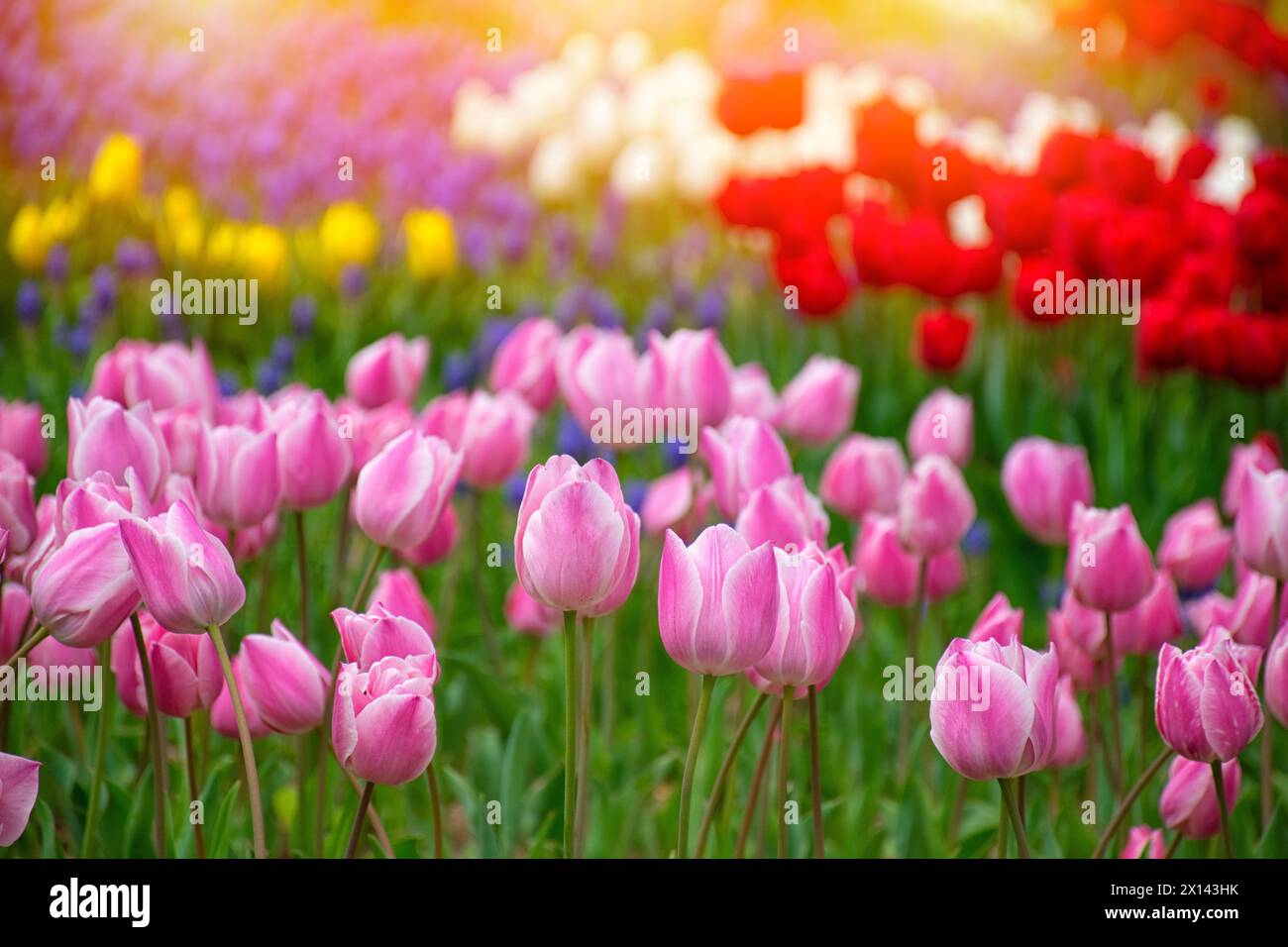 Gros plan de tulipes roses à Emirgan Park. La tulipe rose fleurie au printemps. Tulipe fleur rose éclairée par la lumière du soleil. Banque D'Images