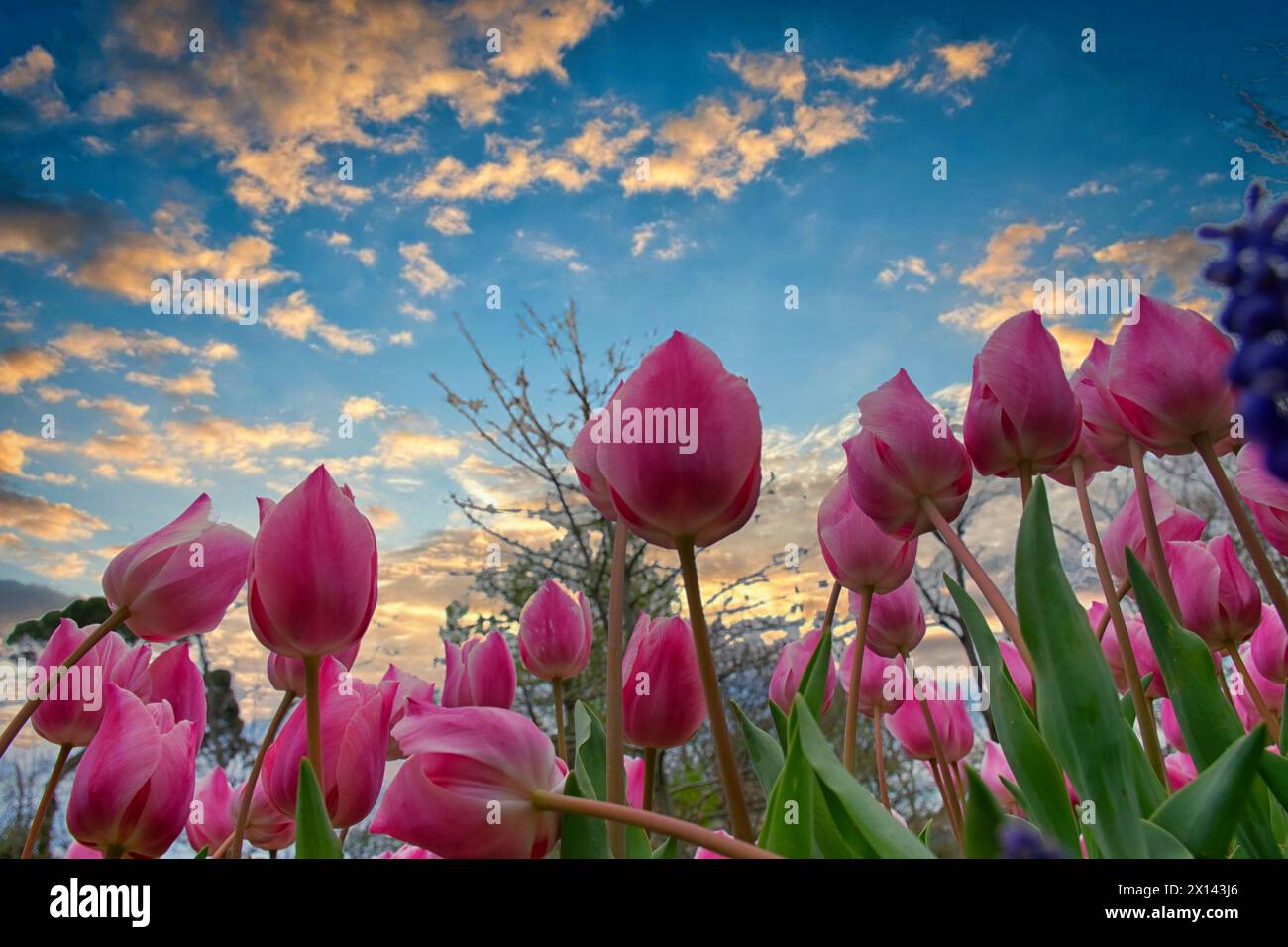 Gros plan de tulipes roses à Emirgan Park. La tulipe rose fleurie au printemps. Tulipe fleur rose éclairée par la lumière du soleil. Banque D'Images