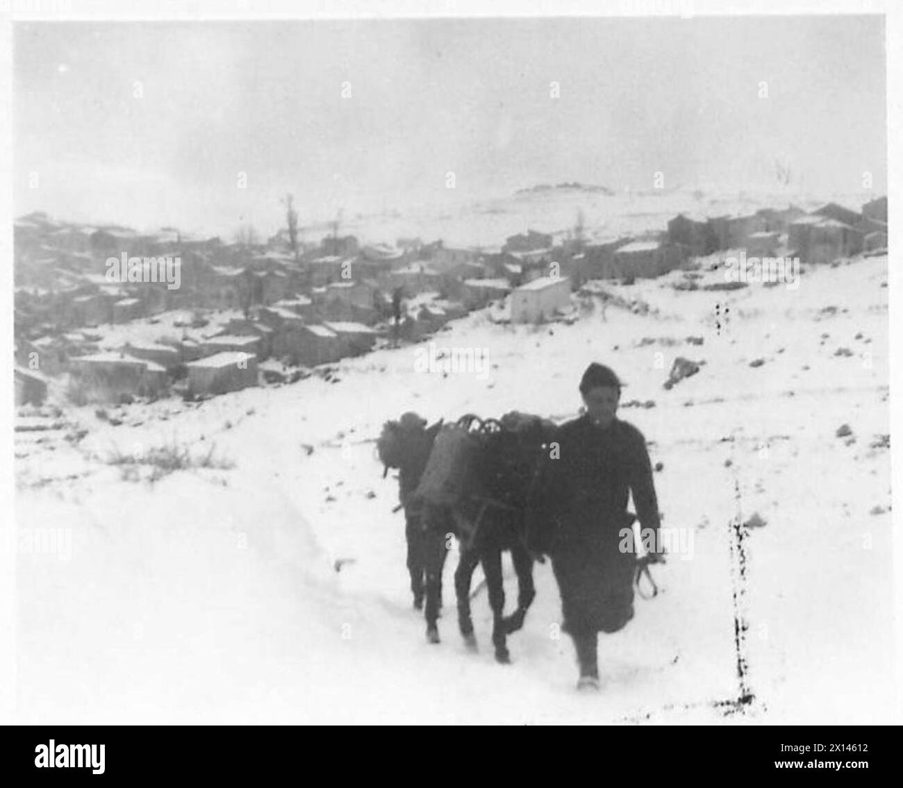Un muleteer italien mène une mule sur les pentes près de Rionero dans le Vulture dans le cadre d'un train d'approvisionnement pour la 2e compagnie, 1er bataillon, 1re brigade de fusils, 3e division de carabines des Carpates, 2e corps polonais sur la hauteur 1210, février 1944. Banque D'Images