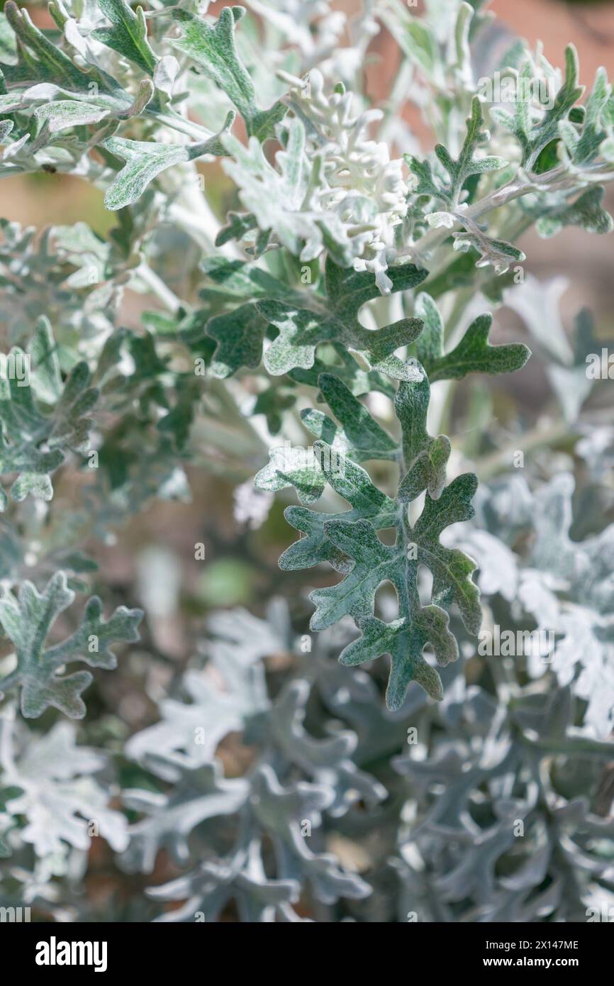 Jacobaea maritima gros plan. Armoise argentée, Senecio cineraria, Dusty miller. Plantes dans le jardin. Banque D'Images