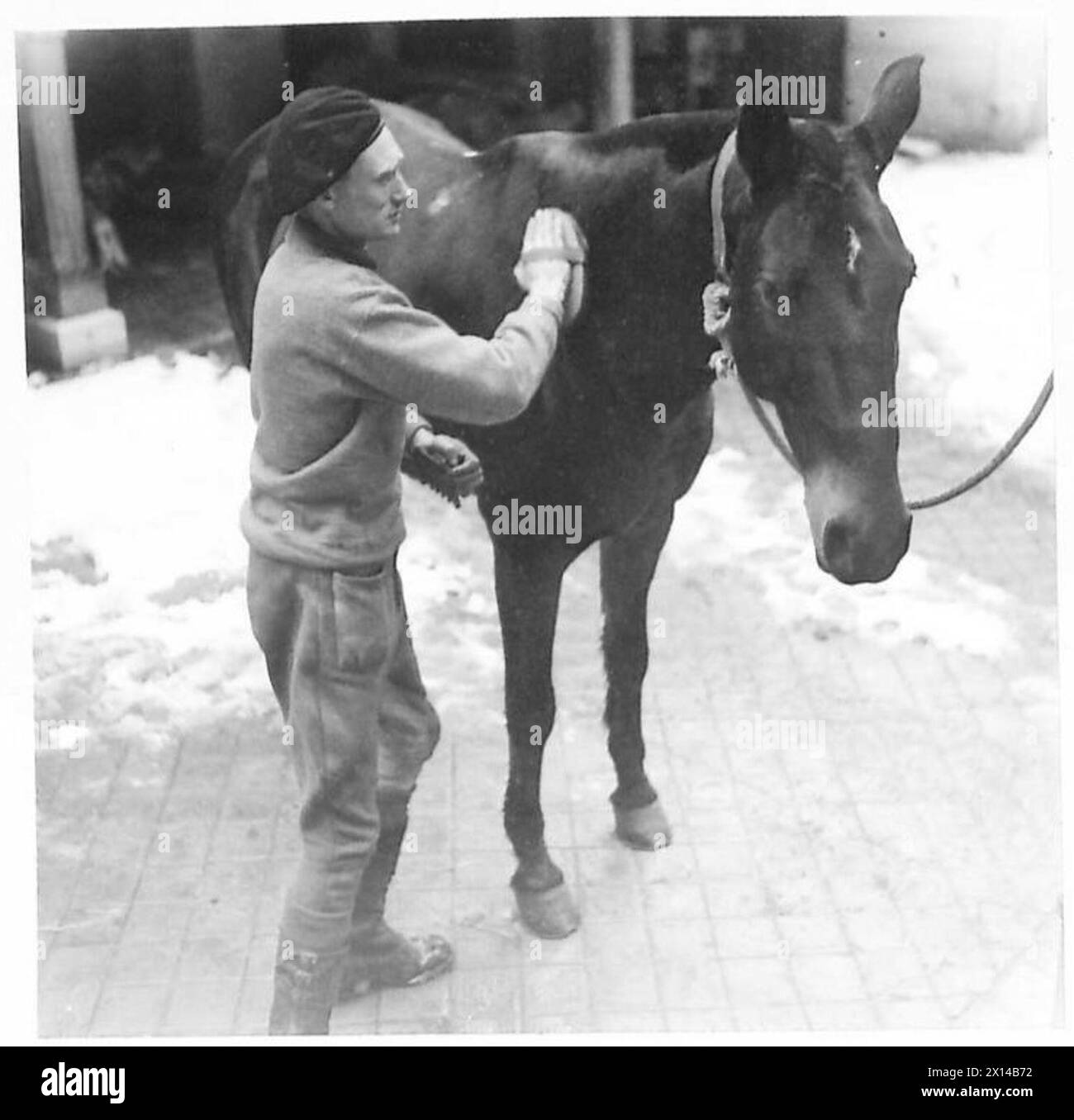 Le cheval 'Vandola' est soigné par les moines du Trooper E. des King's Dragoon Guards lors des soins de routine. Banque D'Images
