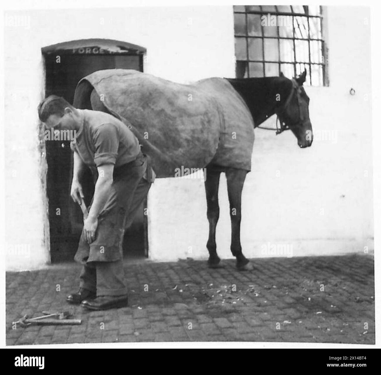 ÉCOLE D'ENTRAÎNEMENT DE CAVALERIE ÉCOSSAISE - Un cheval étant shod dans la boutique de chaussures smith's British Army Banque D'Images