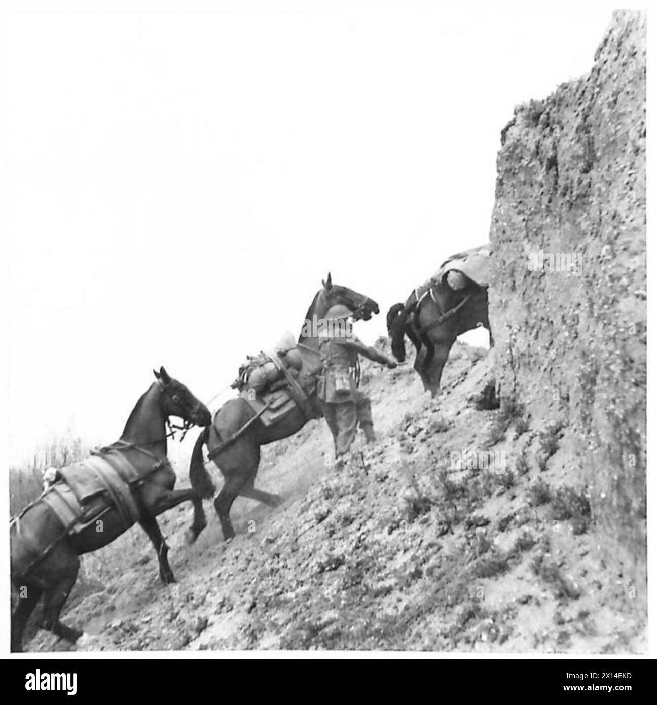 UNE UNITÉ DE MONTAGNE INDIENNE EN FORMATION - chevaux grimpant la dernière étape au sommet d'une crête de l'armée britannique Banque D'Images