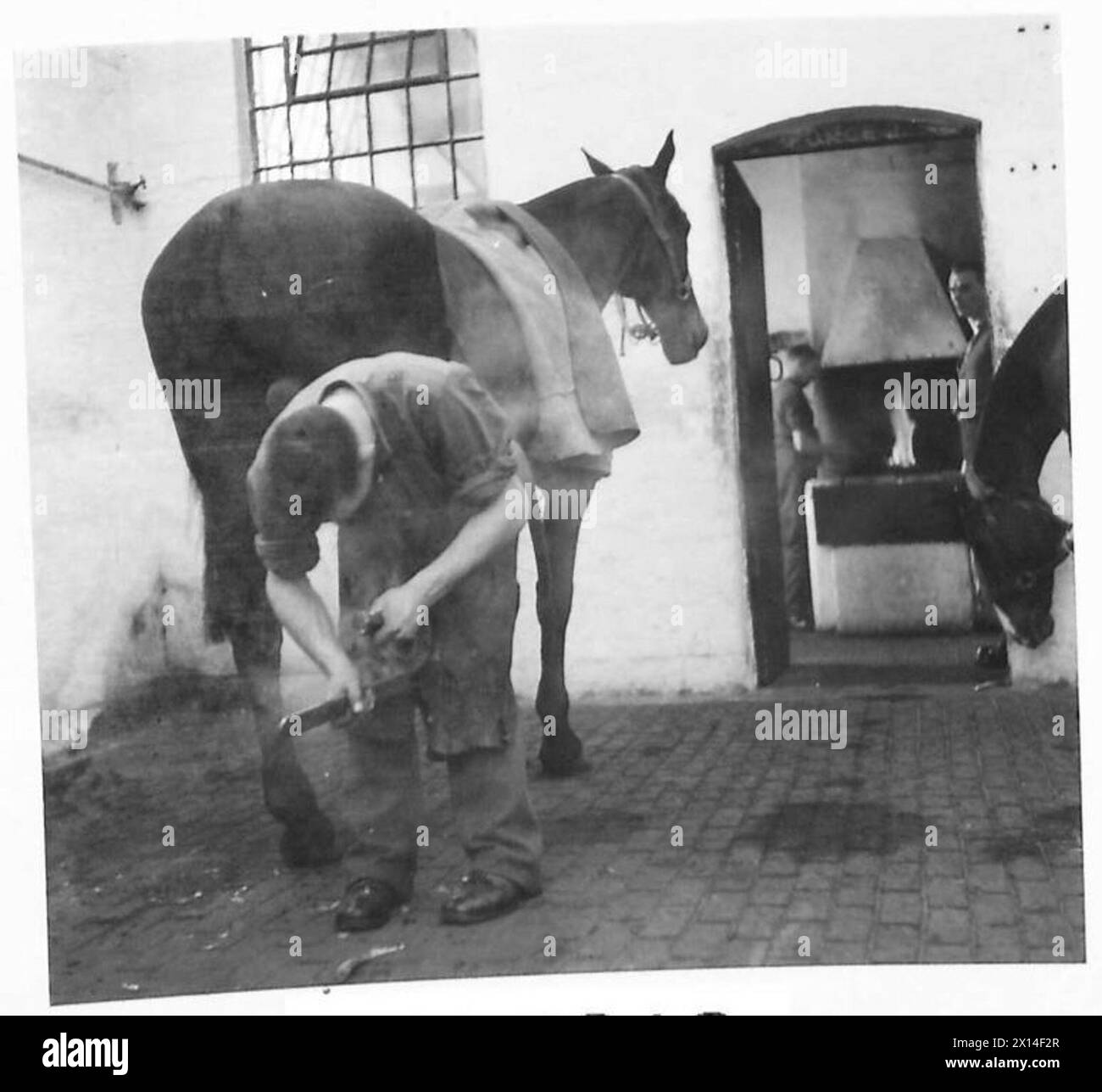 ÉCOLE D'ENTRAÎNEMENT DE CAVALERIE ÉCOSSAISE - Un cheval étant shod dans la boutique de chaussures smith's British Army Banque D'Images