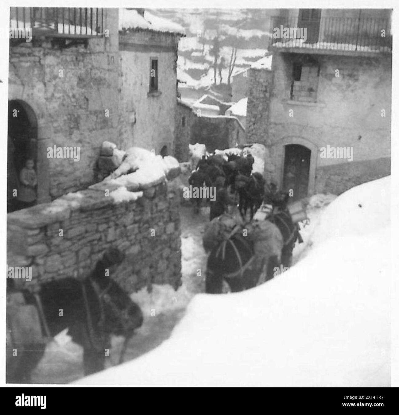 Les guides polonais conduisent un train mulet de Rionero à Vulture transportant des fournitures pour la 2e compagnie, 1er bataillon, 1re brigade de fusiliers, 3e division de fusiliers des Carpates, 2e corps polonais stationné à la hauteur 1210 au nord de la ville, février 1944. Banque D'Images