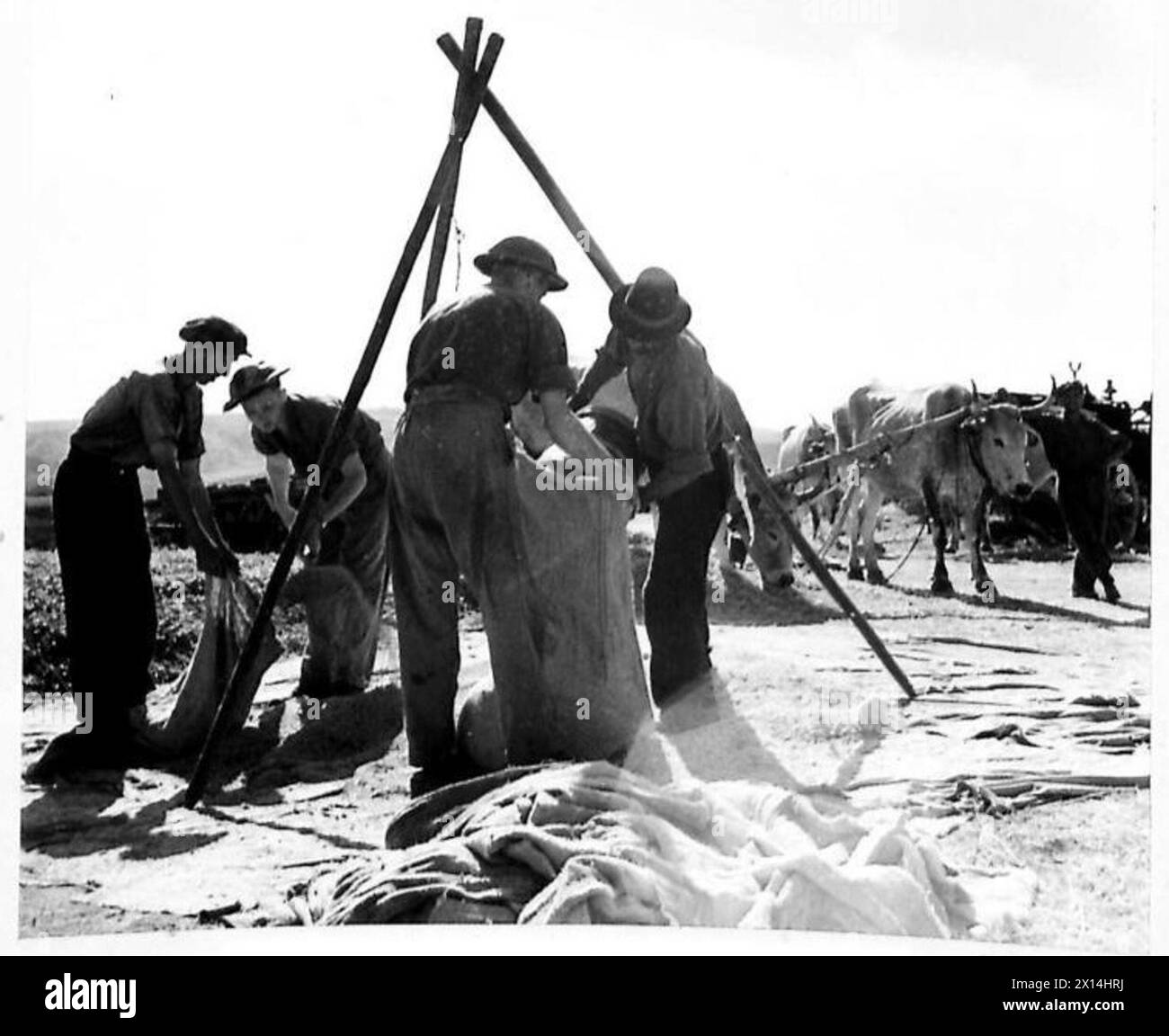 INVASION DE L'ITALIE : HUITIÈME FRONT D'ARMÉE : LES TOMMIES BRITANNIQUES AIDENT À LA RÉCOLTE ITALIENNE - les trois Tommies aident à remplir les sacs de grain de l'armée britannique Banque D'Images