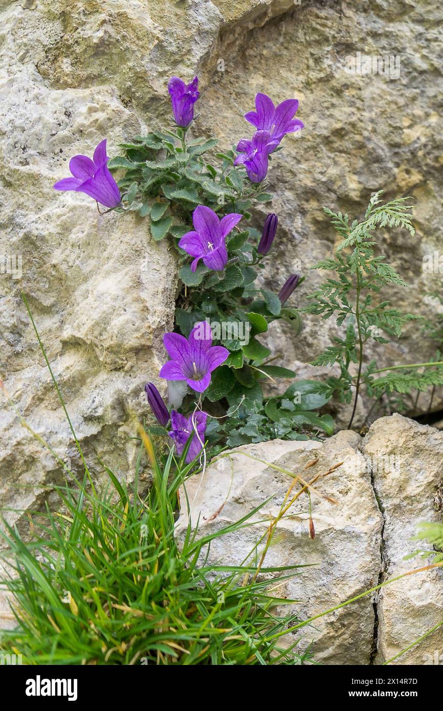 La fleur pourpre Campanula Morettiana, poussant sur le flanc d'un rocher en haute montagne Banque D'Images