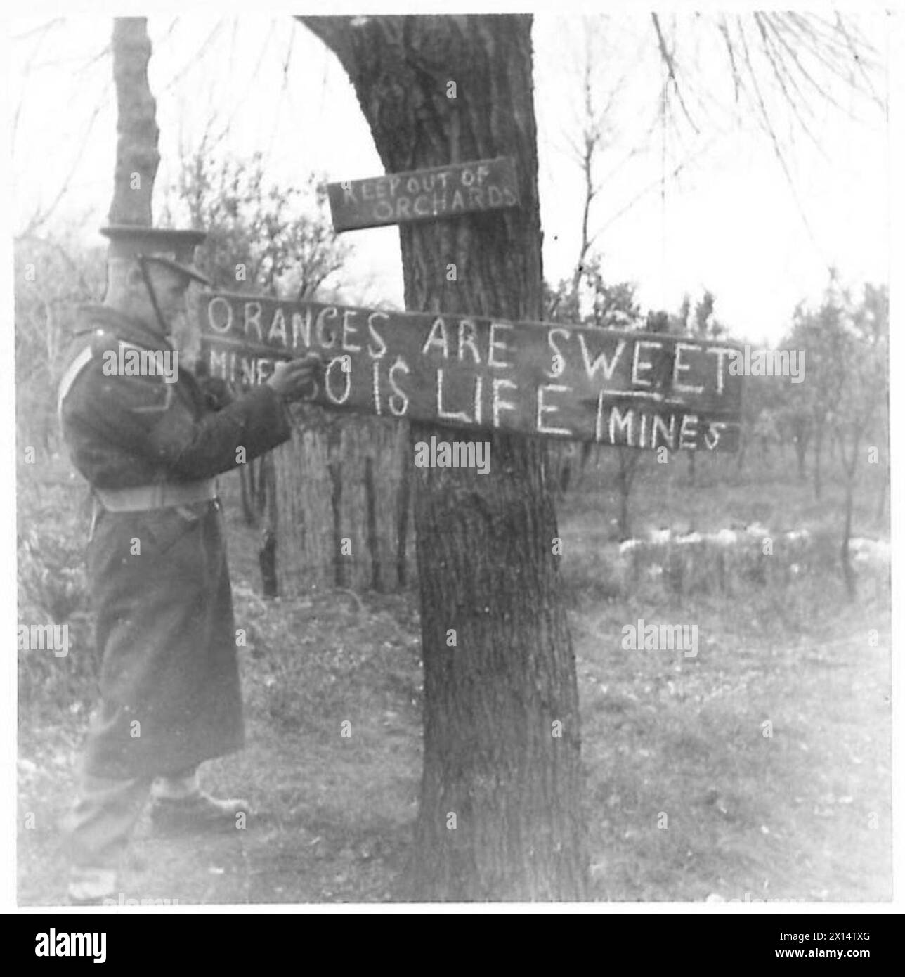 Tous les vergers du côté nord de la rivière Garigliano sont fortement exploités. L/CPL. A.H. Babb est montré sur le site pendant les opérations de la Cinquième Armée. Banque D'Images