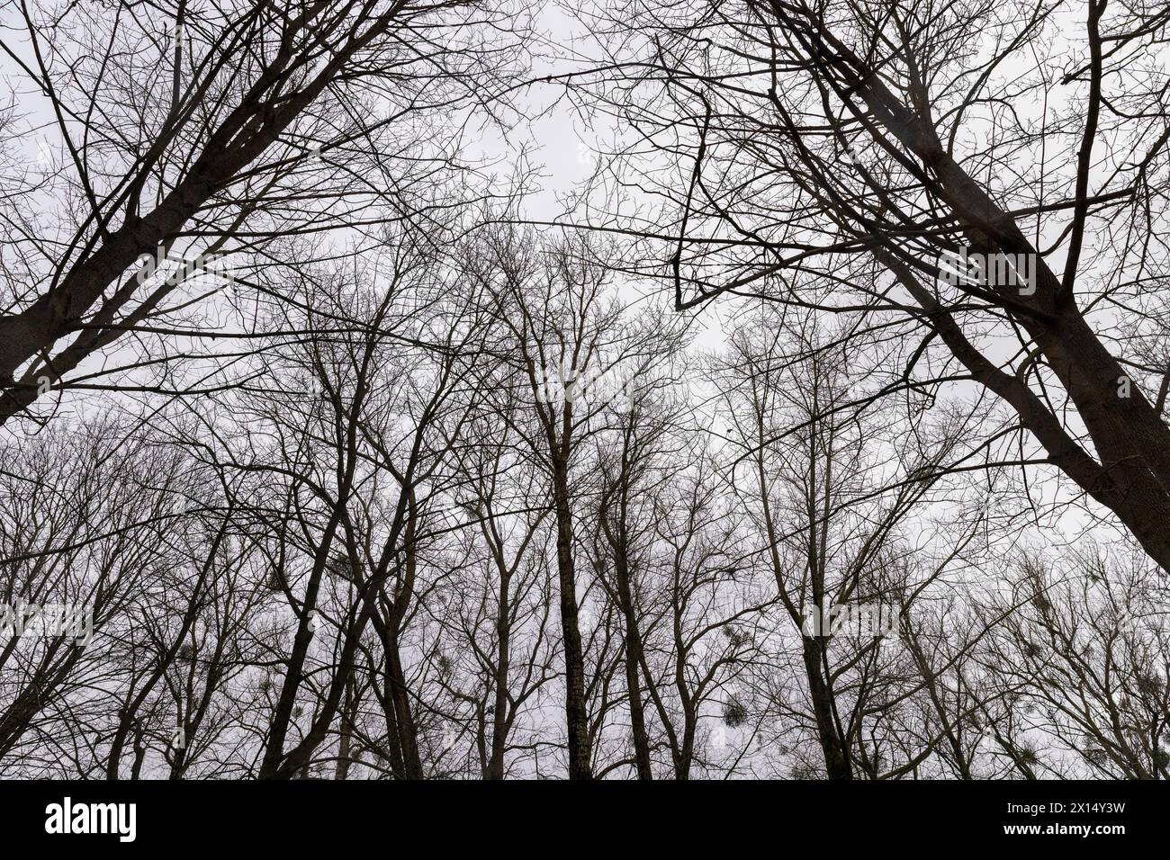 temps nuageux par temps venteux dans le parc d'hiver avec des érables , branches nues d'érables dans la saison d'hiver dans le parc Banque D'Images