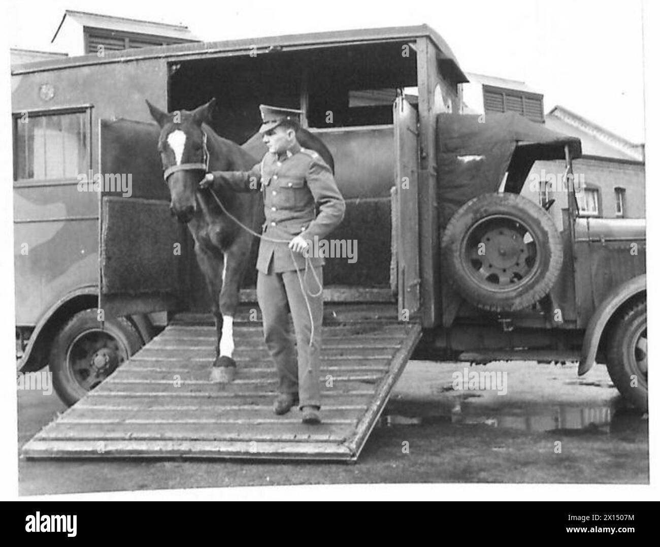 Les chevaux sont transportés dans une ambulance à cheval à l'hôpital vétérinaire pour être traités et opérés par le Royal Army Veterinary corps. Banque D'Images