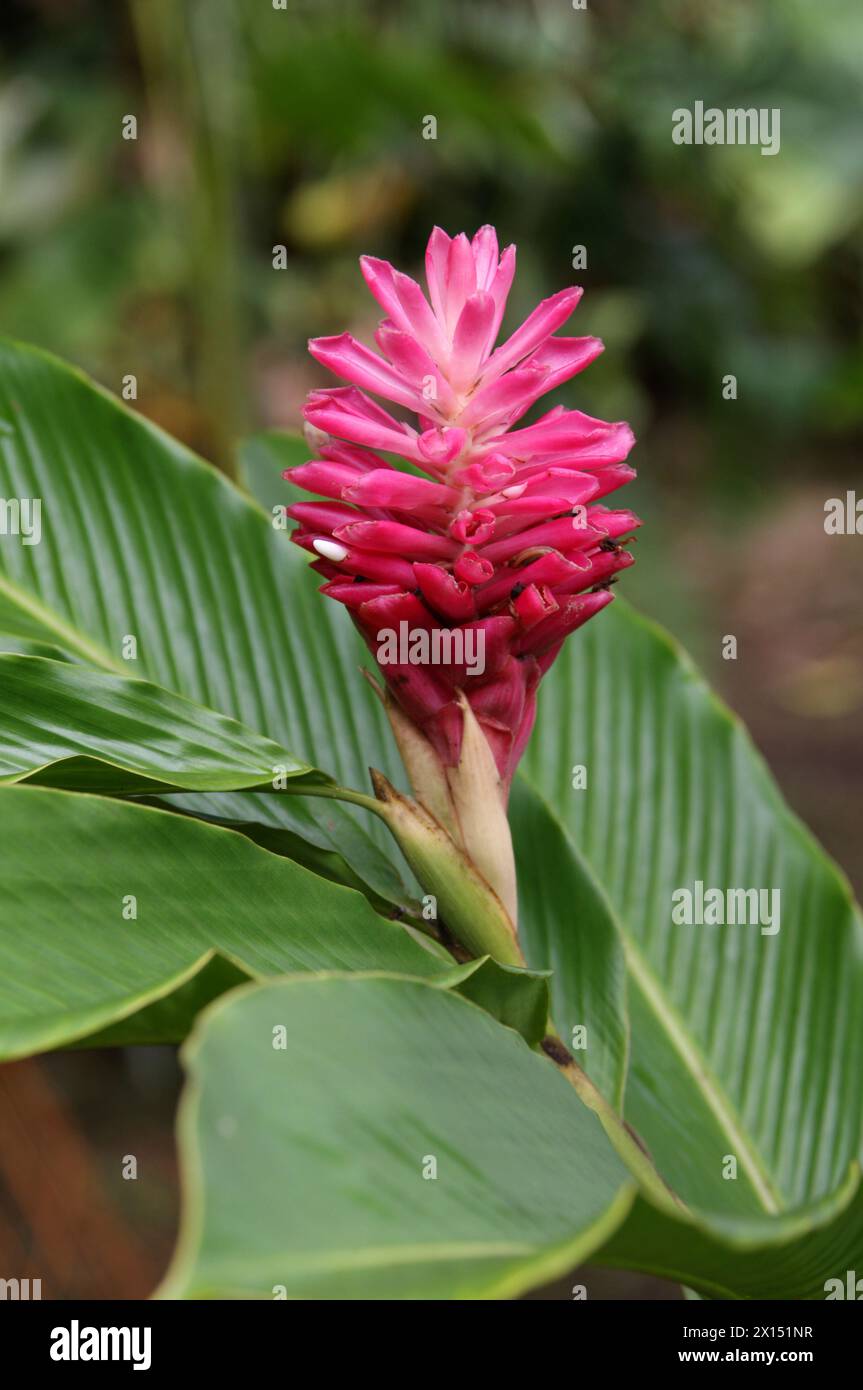 Gingembre rouge, Alpinia purpurata, Zingiberaceae. Costa Rica, Amérique centrale. Banque D'Images