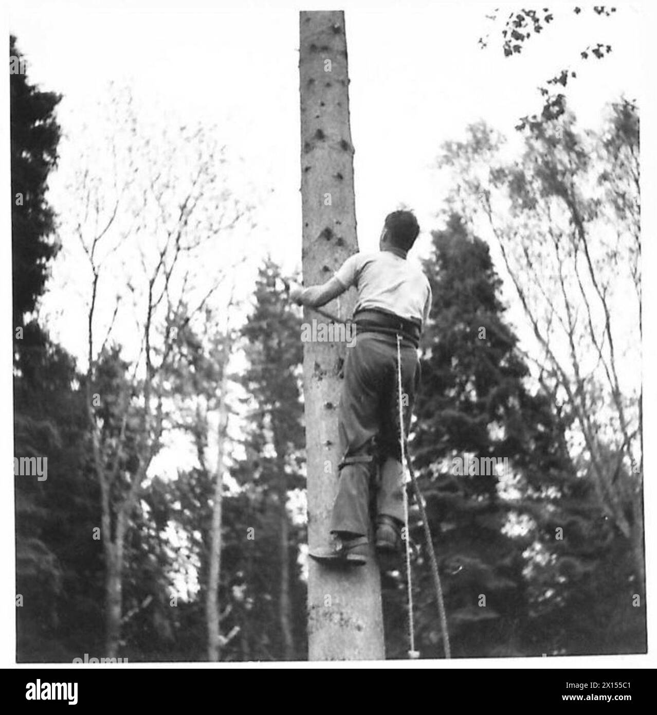S.M. Bruce rend visite à des bûcherons australiens en Écosse, observant les techniques d'abattage des arbres, y compris l'utilisation d'éperons pour atteindre et couper la cime des arbres. Banque D'Images