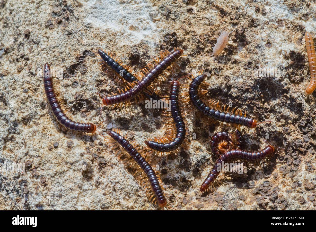 Archispirostreptus syriacus est une espèce de millipèdes de la famille des Spirostreptidae. L'espèce se trouve distribuée au moyen-Orient Banque D'Images