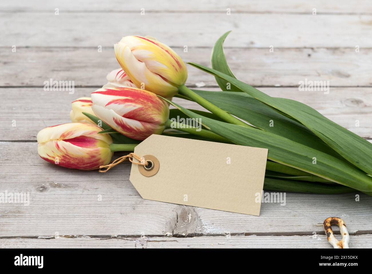 Bouquet de tulipes rayées en rouge, jaune et blanc et carton avec espace copie sur un sol en bois Banque D'Images