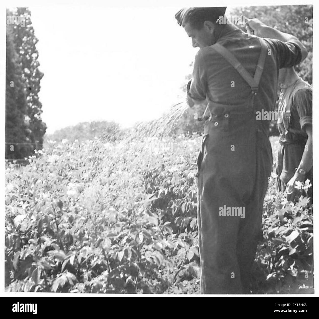 Les soldats cultivent une parcelle de terre précédemment inutilisée en pulvérisant des pommes de terre avec des arrosoirs et des roses pendant l'activité agricole de l'armée britannique. Banque D'Images Les soldats cultivent une parcelle de terre précédemment inutilisée en pulvérisant des pommes de terre avec des arrosoirs et des roses pendant l'activité agricole de l'armée britannique. Banque D'Images