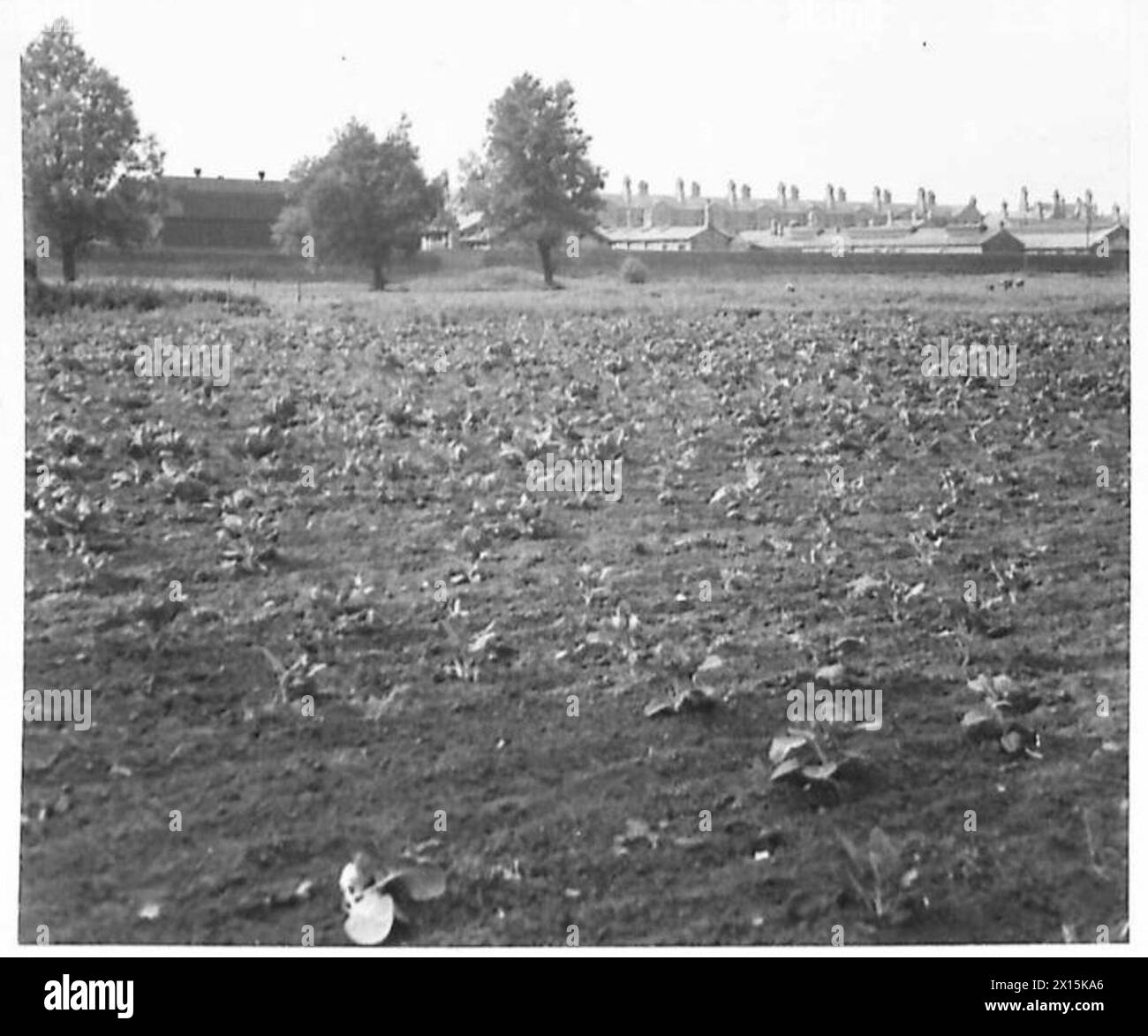 L'armée cultive des terres récupérées pour la production agricole, montrant des champs en culture en août 1942. Banque D'Images